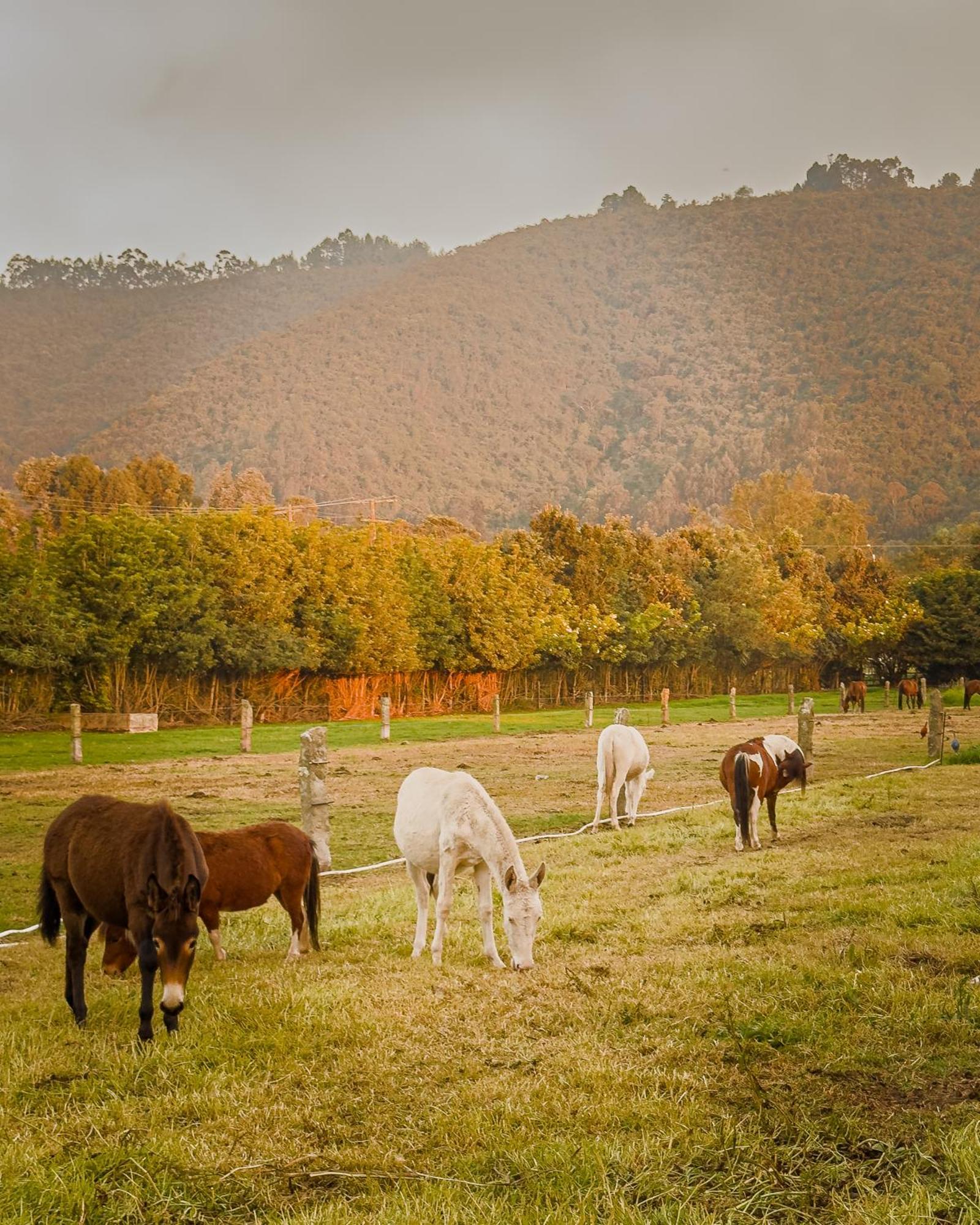 - Casa De Teja - Séjour à la campagne *